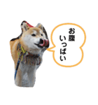 柴犬 ロック1（個別スタンプ：6）