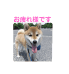 柴犬 ロック1（個別スタンプ：7）