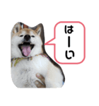 柴犬 ロック1（個別スタンプ：8）