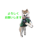 柴犬 ロック2（個別スタンプ：1）