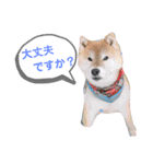 柴犬 ロック2（個別スタンプ：3）