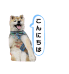 柴犬 ロック2（個別スタンプ：4）