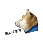 柴犬 ロック2（個別スタンプ：5）