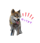 柴犬 ロック2（個別スタンプ：8）