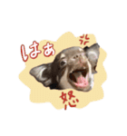 MOCO＆RIKU＆LAMU_alustamp（個別スタンプ：9）