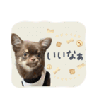 MOCO＆RIKU＆LAMU_alustamp（個別スタンプ：14）