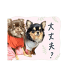 MOCO＆RIKU＆LAMU_alustamp（個別スタンプ：15）