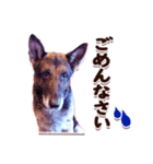 ジャーマンシェパードアランくんのスタンプ（個別スタンプ：6）