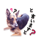 ジャーマンシェパードアランくんのスタンプ（個別スタンプ：7）