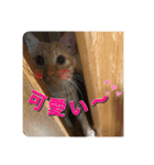 むぎむーの日常③（個別スタンプ：2）