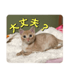 むぎむーの日常③（個別スタンプ：7）