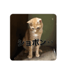 むぎむーの日常③（個別スタンプ：11）