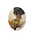 むぎむーの日常③（個別スタンプ：13）