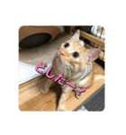 むぎむーの日常③（個別スタンプ：15）