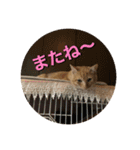 むぎむーの日常③（個別スタンプ：16）
