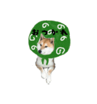 柴犬ふく②（個別スタンプ：1）