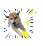 柴犬ふく②（個別スタンプ：2）