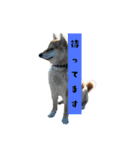 柴犬ふく②（個別スタンプ：4）