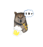 柴犬ふく②（個別スタンプ：6）