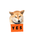 柴犬ふく②（個別スタンプ：8）