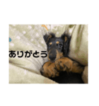 ミニチュアダックスフンド こまろ（個別スタンプ：12）