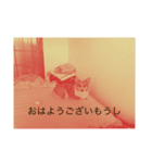 とらちゃまの日常（個別スタンプ：2）