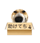とらちゃまの日常（個別スタンプ：6）