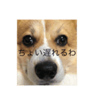 とらちゃまの日常（個別スタンプ：7）