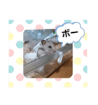 ハムスタンプVer．2（個別スタンプ：1）