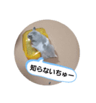 ハムスタンプVer．2（個別スタンプ：4）