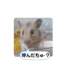 ハムスタンプVer．2（個別スタンプ：5）