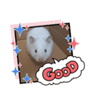 ハムスタンプVer．2（個別スタンプ：7）