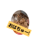 ハムスタンプVer．2（個別スタンプ：8）