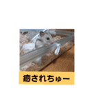ハムスタンプVer．2（個別スタンプ：9）