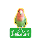 小桜インコ【ピピちゃん】16（個別スタンプ：5）