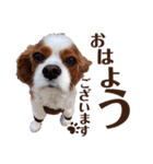 キャバリア♂ライト_毎日ゆるカワ日常ver.1（個別スタンプ：1）