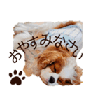 キャバリア♂ライト_毎日ゆるカワ日常ver.1（個別スタンプ：2）
