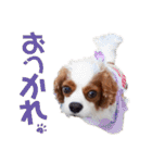 キャバリア♂ライト_毎日ゆるカワ日常ver.1（個別スタンプ：4）