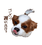 キャバリア♂ライト_毎日ゆるカワ日常ver.1（個別スタンプ：5）
