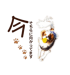 キャバリア♂ライト_毎日ゆるカワ日常ver.1（個別スタンプ：6）
