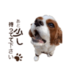 キャバリア♂ライト_毎日ゆるカワ日常ver.1（個別スタンプ：7）