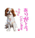 キャバリア♂ライト_毎日ゆるカワ日常ver.1（個別スタンプ：12）