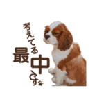 キャバリア♂ライト_毎日ゆるカワ日常ver.1（個別スタンプ：13）