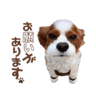キャバリア♂ライト_毎日ゆるカワ日常ver.1（個別スタンプ：19）