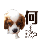 キャバリア♂ライト_毎日ゆるカワ日常ver.1（個別スタンプ：22）