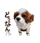 キャバリア♂ライト_毎日ゆるカワ日常ver.1（個別スタンプ：24）