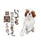 キャバリア♂ライト_毎日ゆるカワ日常ver.1（個別スタンプ：26）