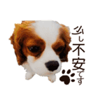キャバリア♂ライト_毎日ゆるカワ日常ver.1（個別スタンプ：29）