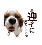 キャバリア♂ライト_毎日ゆるカワ日常ver.1（個別スタンプ：34）