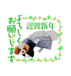キャバリア♂ライト_毎日ゆるカワ日常ver.1（個別スタンプ：37）